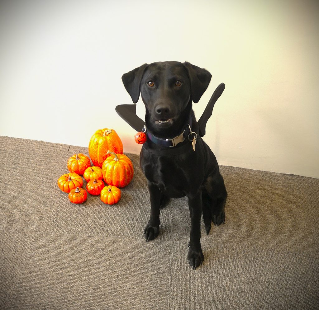 Black labrador with pumpkins